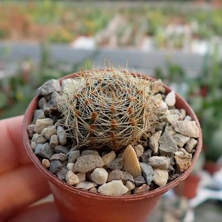 Rebutia christinae  WR 492a Tarija