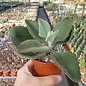 Kalanchoe beharensis