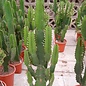 Euphorbia acrurensis