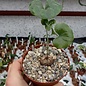 Dioscorea elephantipes