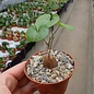 Dioscorea elephantipes