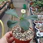 Euphorbia-Hybr. BIANCA weiß