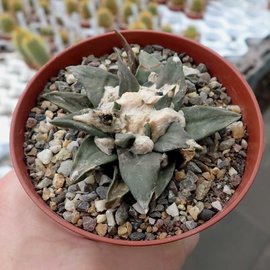 Ariocarpus trigonus v. confusus XL     CITES, not outside EU