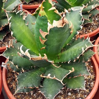 Agave titanota  cv. Red Catweezle