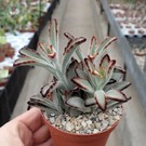 Kalanchoe tomentosa cv. Nigra