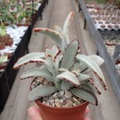 Kalanchoe tomentosa