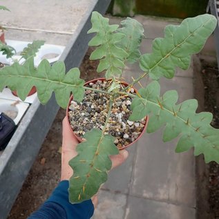 Solanum pyracanthum   Madagaskar, Westindische Inseln