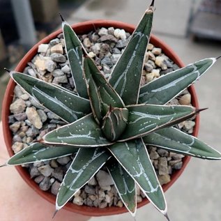 Agave victoriae-reginae