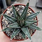 Agave victoriae-reginae   Mexiko