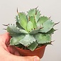 Agave potatorum cv. Kichijokan