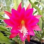 Epiphyllum-Hybr. Roger Paetz