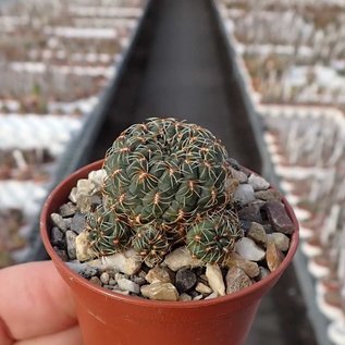 Sulcorebutia pulchra  VZ 159 Cerro Huayquita, Romeral to Poroma, Bolivia 3109m