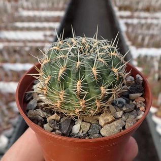 Sulcorebutia oenantha  WR 465 S Totora Chijmuri, Cochabamba, Cochabamba, 2900 m