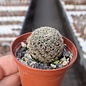 Sulcorebutia mojocoyensis  WK 955 Mojocoyo, 2500 m