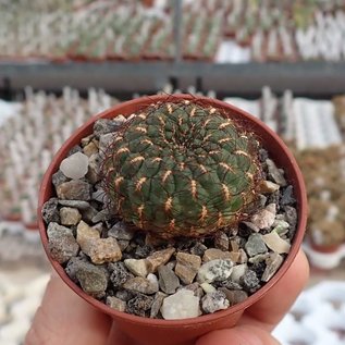 Sulcorebutia heinzii  HS 151a Totora - Omereque, km 34, 2800 m