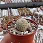 Sulcorebutia elizabethae WK 956