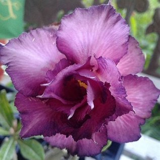 Adenium obesum cv. Purple Passion   gepfr.