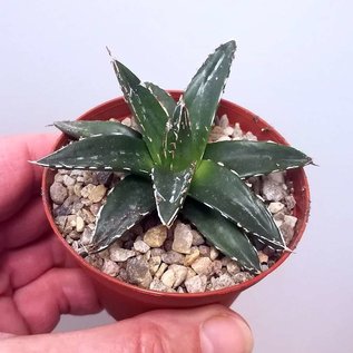 Agave victoriae-reginae