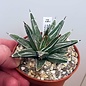 Agave victoriae-reginae