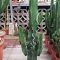 Euphorbia cv. candelabrum