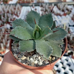 Agave potatorum  cv. Kichijokan