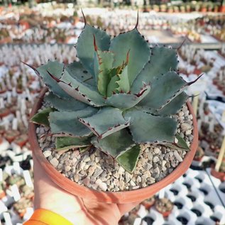 Agave potatorum cv. Kichijokan