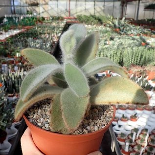 Kalanchoe tomentosa cv. Teddy Bär