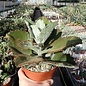 Kalanchoe beharensis cv. Hüng Fang