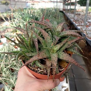 Aloe rauhii cv. Verde