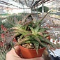 Aloe rauhii cv. Verde