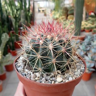 Ferocactus stainesii v. pilosus XL  Mexiko, San Luis Potosi