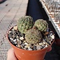 Sulcorebutia zavaletae f. Cardenas