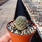 Sulcorebutia veronicae  L 1170