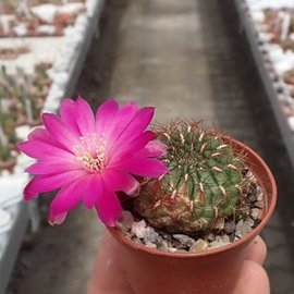 Sulcorebutia frankiana  VZ 308 Cerro Huayquita, Romeral to Poroma, Bolivia 3000m