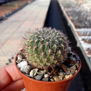 Sulcorebutia tiraquensis f. bicolorispina VZ 139 Epizana-Cochabamba