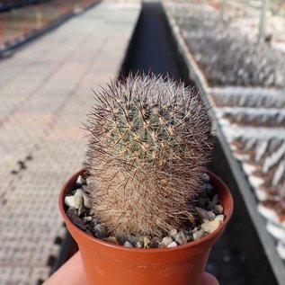 Sulcorebutia tiraquensis f. bicolorispina KK 809 Epizana, 3200 m