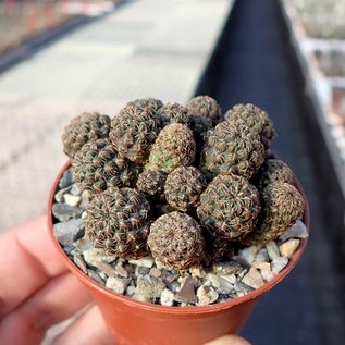 Sulcorebutia taratensis cv. Dichotoma