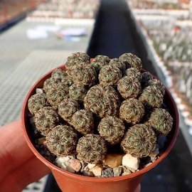 Sulcorebutia tarabucoensis v. aureiflora