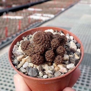 Sulcorebutia taratensis RV: Klon 3