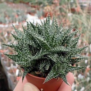 Aloe descoingsii x haworthioides