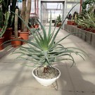 Aloe arborescens XL