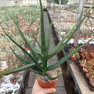 Aloe camperi