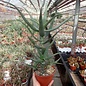 Aloe ngobitensis