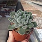 Echeveria setosa   Mexico (Oaxaca, Puebla)