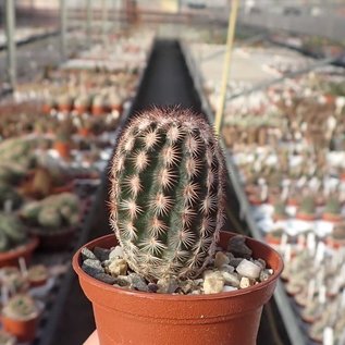 Echinocereus fitchii v. armatus MAO 037 Huasteca Canyon, Nuevo Leon, Mx