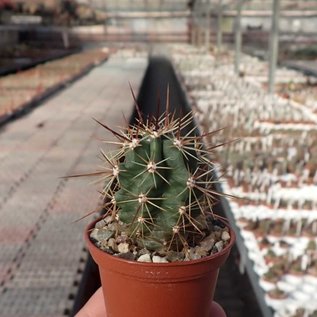 Echinocereus matudae arizonicus  Buenaventura, Chihuahua