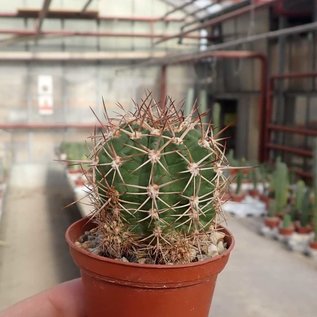 Echinopsis crassicaulis