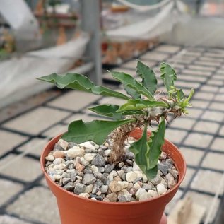 Euphorbia-Hybr. Nat Wong