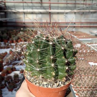 Hamatocactus hamatacanthus