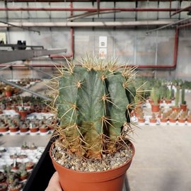 Ferocactus glaucescens